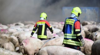 ... mehr als 50.000 verbrannte Schweine ...