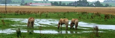 Pferde auf überfluteter Weide