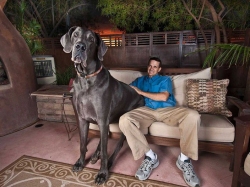 Größter Hund der Welt