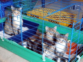 beschlagnahmte Katzen