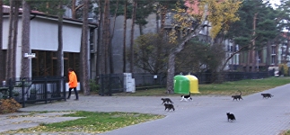 Katzenfütterung in Polen