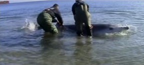 Schnabelwal in der Ostsee